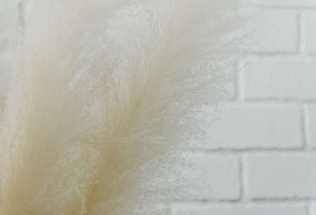 Dry grass closeup. Background dry wild flower macroの写真素材