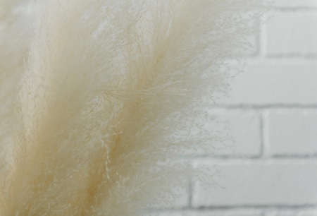 Dry grass closeup. Background dry wild flower macroの写真素材