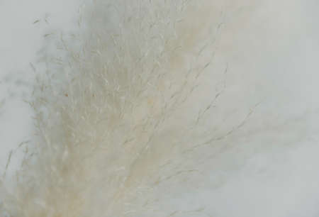 Dry grass closeup. Background dry wild flower macroの写真素材