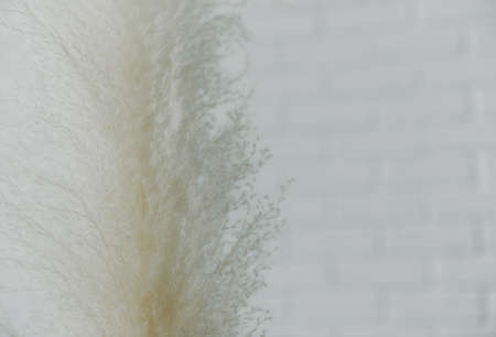 Dry grass closeup. Background dry wild flower macroの写真素材