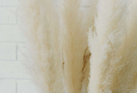 Dry grass closeup. Background dry wild flower macroの写真素材