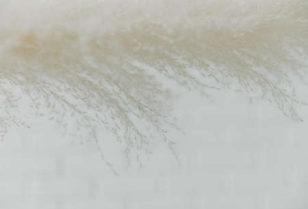 Dry grass closeup. Background dry wild flower macroの写真素材