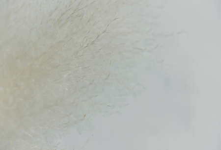 Dry grass closeup. Background dry wild flower macroの写真素材
