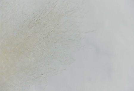 Dry grass closeup. Background dry wild flower macroの写真素材