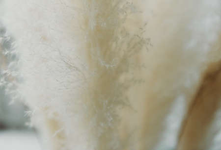 Dry grass closeup. Background dry wild flower macroの写真素材