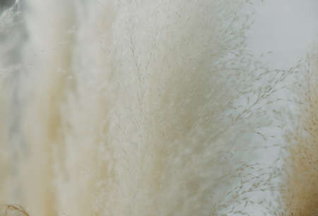 Dry grass closeup. Background dry wild flower macroの写真素材