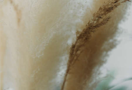 Dry grass closeup. Background dry wild flower macroの写真素材