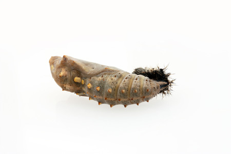 Cocoon of Painted Lady Butterflyの写真素材