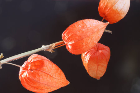 Chinese Lanterns on black backgroundの写真素材