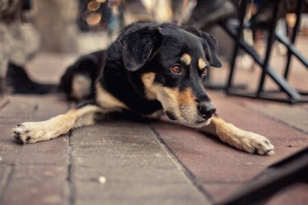 A funny black brown dog is laying on the concreteの写真素材