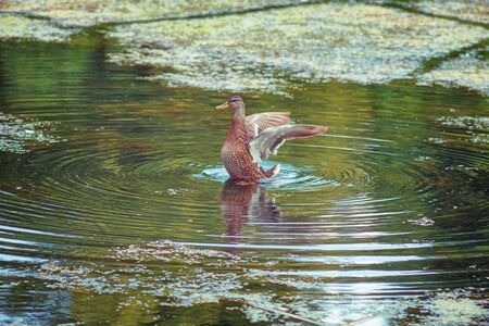 mallard duck start flying by reeds and water lilys in the lake