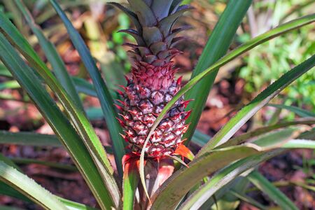 Red pineapple with green leaves growing from the ground in a flowerbed in a botanical garden with plants and spices in Indiaの写真素材