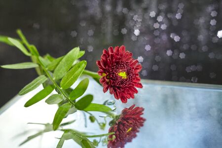 Spring time shiny dew drops on a chrysanthemums flower. macro. Sparkling star form dramatic bokeh. Water drops on a on a beautiful blue background. Soft dreamy tender artistic image.の写真素材