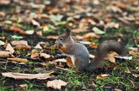 Eating squirrelの写真素材