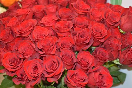 Red rosesの写真素材