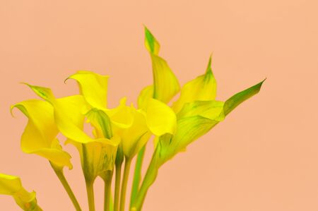 Beautiful bouquet of yelloy callas in on tableの写真素材