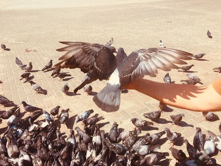 Pigeons and doves on the street outdoors walkingの写真素材