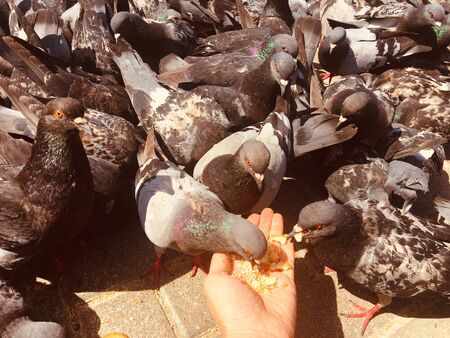 Pigeons and doves on the street outdoors walkingの写真素材
