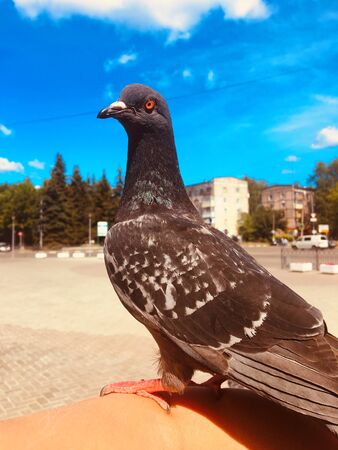 Pigeons and doves on the street outdoors walkingの写真素材