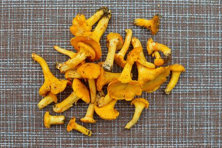 Fresh mushrooms, chanterelles and champignons on a table. Champignon close upの写真素材