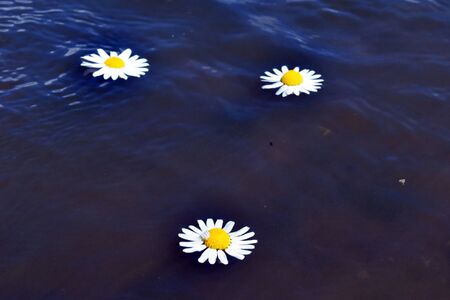 nature romantic background with flowersの写真素材