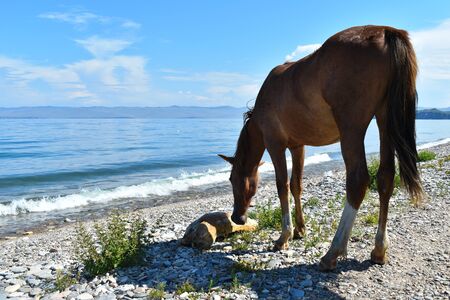 Wild horses on lake in summer. Beautiful landscape with horses.の写真素材