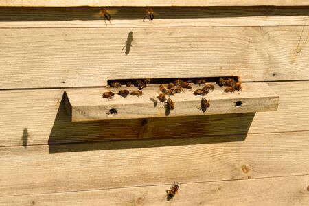 Bee-keeper brings bees for collecting of natural honey.