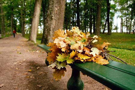 Calm September natural background. Yellow leaves of trees.の写真素材