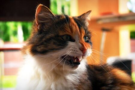 March cat outside the window.の写真素材