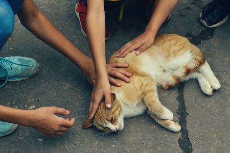 Children and a cat on the road. Love to the animals. Unhappy catの写真素材