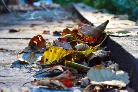 Autumn rays of the sun in the forest. Picturesque October in nature.の写真素材