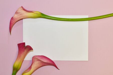 Romantic callas on a pink background. Designer wallpaper with delicate callas.の写真素材