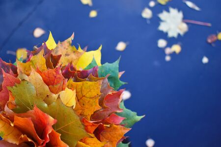 Copyspace. Top view. Leaves of trees in hand on a background of wet asphalt.の写真素材