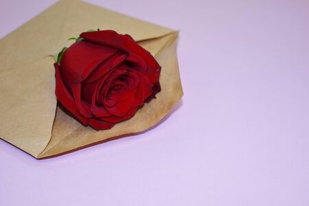 Flower in an envelope on a pink background. Beautiful floral gift in a letter.