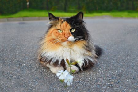 the cat is looking at the camera. Cute domestic cat with a flower.の写真素材