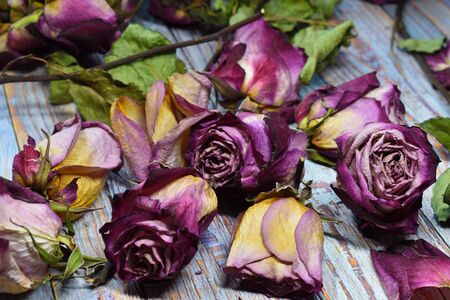 Withered buds and rose leaves. Decorative violet flowers on the table. Vintage floral wallpaper. Retro style with dead flowers.の写真素材