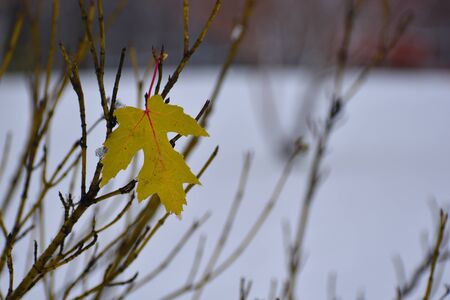 The first winter snow. One leaf on the bush. Winter has come.
