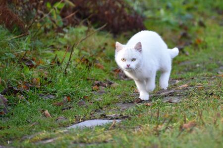 The cat is looking for its owners. Lost domestic cat.の写真素材