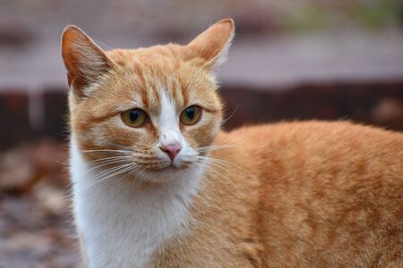 Closeup portrait of a homeless cat.の写真素材