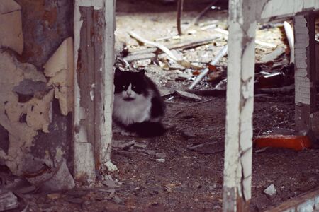 A homeless cat lives in ruins. Old wooden house inside with lonely cat. Hungry sad cat is hiding in collapsed house inside.の写真素材