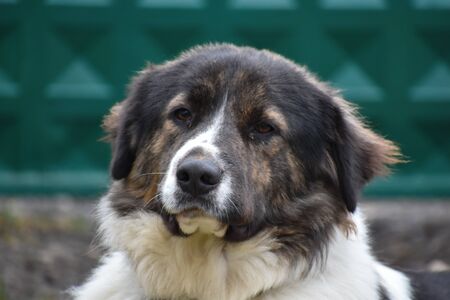 Portrait of a big cute sad shepherd. The dog is waiting for the owner.の写真素材