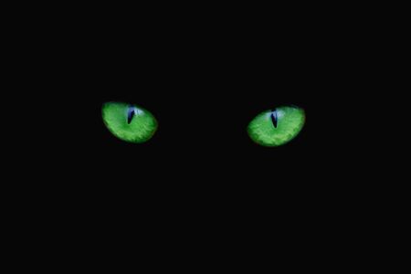 Two eyes of a cat are looking straight. Close-up.の写真素材