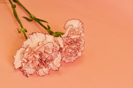 Tender pink two flowers. Day of Remembrance.の写真素材