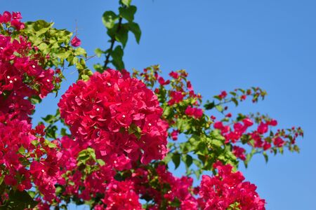 Floristic design of the site. Bright flower trees near the house.