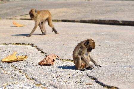 Urban monkeys. Wild obezjany live in the city among the people. Monkeys in Asia.の写真素材