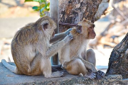 Urban monkeys. Wild obezjany live in the city among the people. Monkeys in Asia.の写真素材