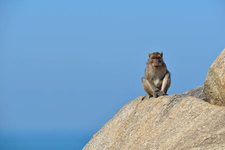 Urban monkeys. Wild obezjany live in the city among the people. Monkeys in Asia.の写真素材