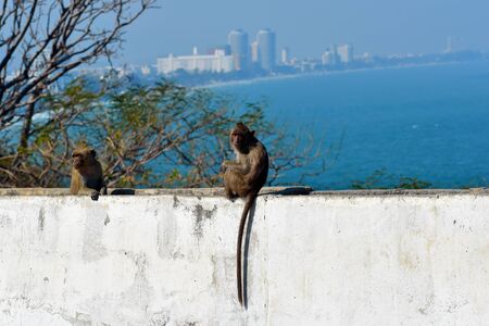 Urban monkeys. Wild obezjany live in the city among the people. Monkeys in Asia.の写真素材