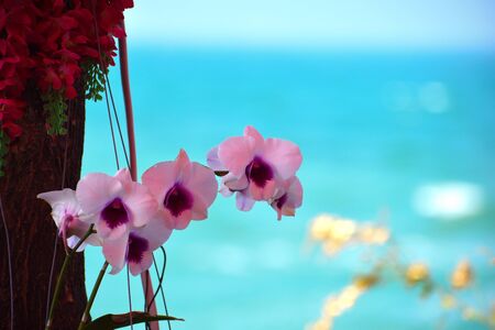 beautiful scenic Thailand. Flowers in Asia. Colorful street with flowers in the tropics.の写真素材