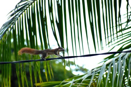 Squirrel on a wire. Rodent on the palm. Little squirrel is in townの写真素材
